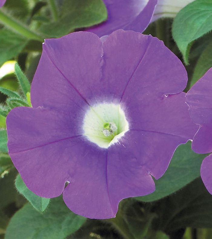 Сурфиния Табл Аметист Айс